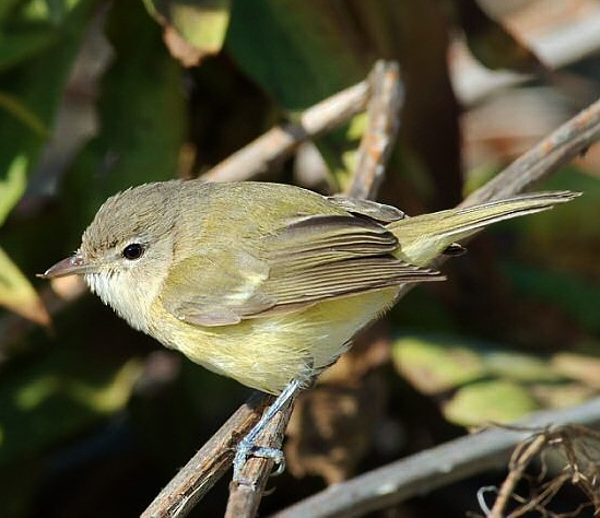 Bell’s Vireo