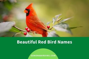 200+ Beautiful Red Bird Names - Sonoma Birding