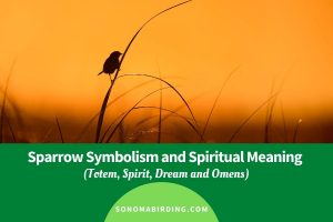 Sparrow Symbolism and Meaning (Totem, Spirit and Omens) - Sonoma Birding