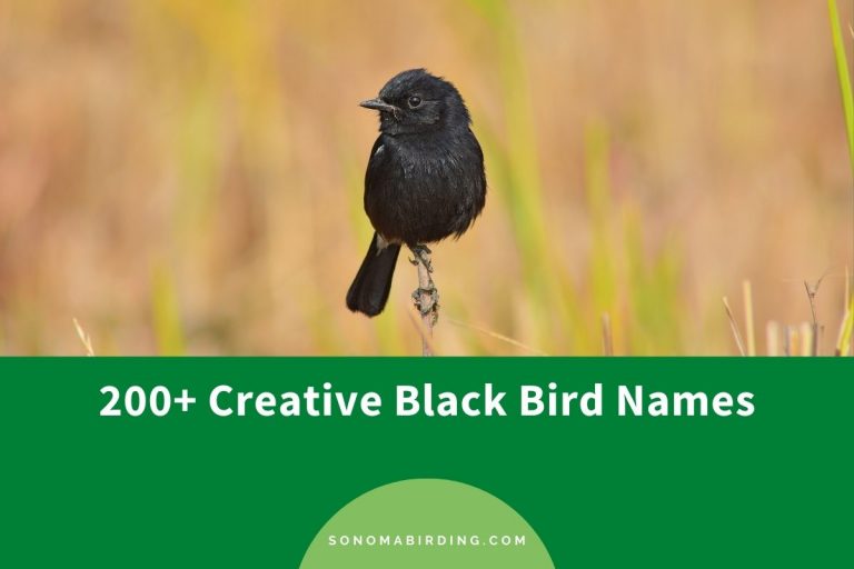 200+ Creative Black Bird Names - Sonoma Birding