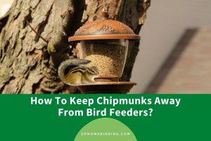 How To Keep Chipmunks Away From Bird Feeders? - Sonoma Birding