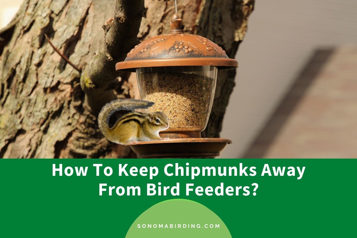 How To Keep Chipmunks Away From Bird Feeders? - Sonoma Birding