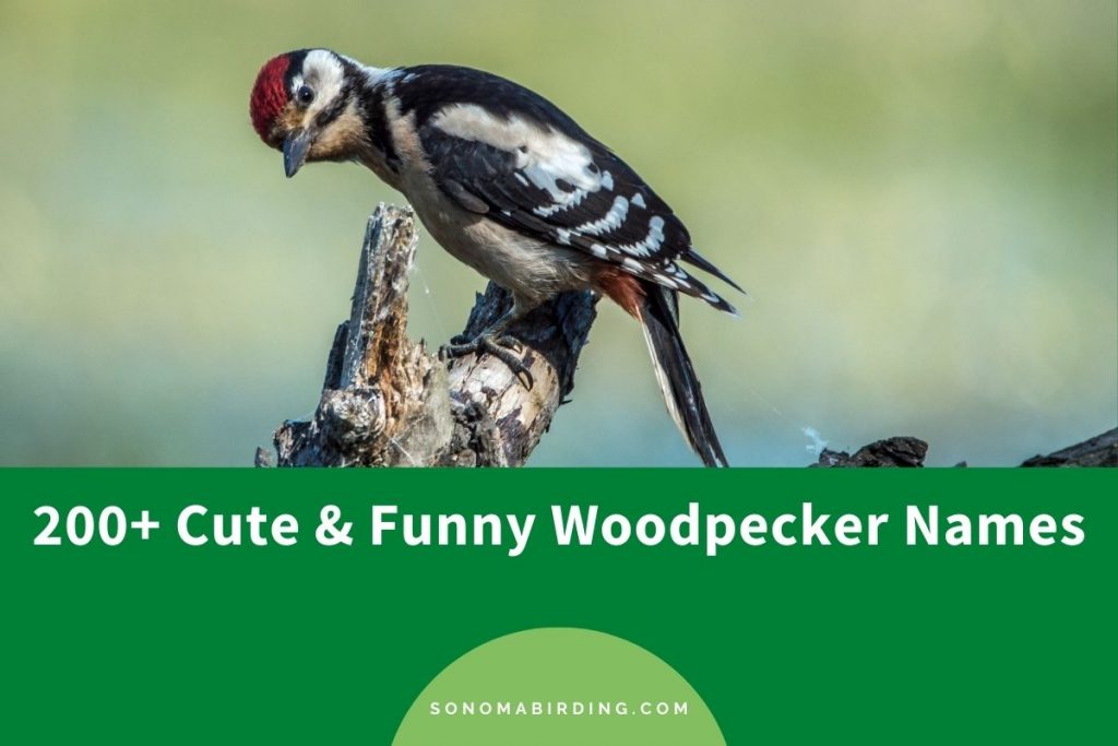 200-cute-funny-woodpecker-names-sonoma-birding