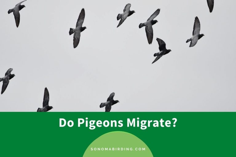 Do Pigeons Migrate? - Sonoma Birding