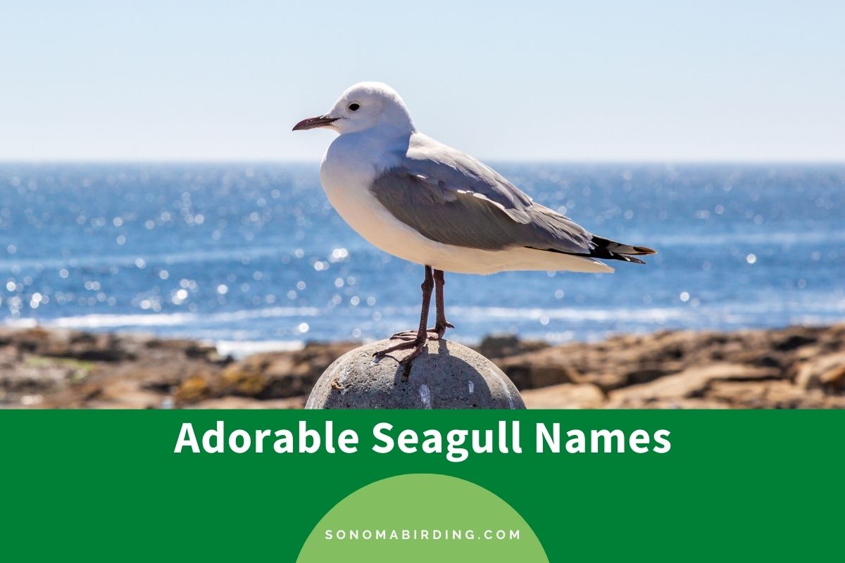 Seagull Names