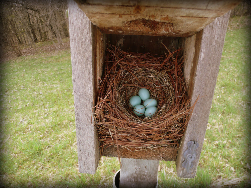 Bluebird nest