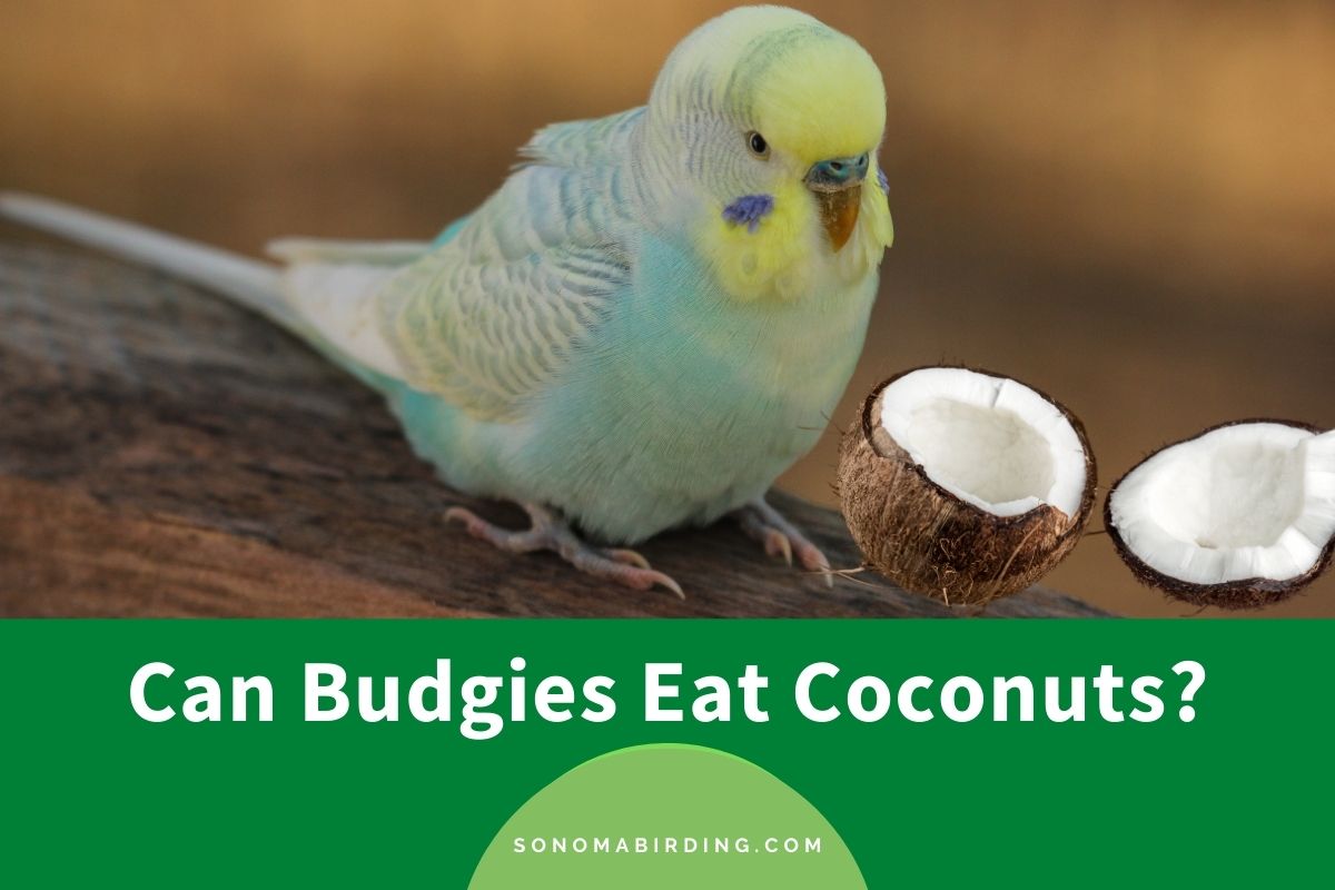 Can Budgies Eat Coconuts