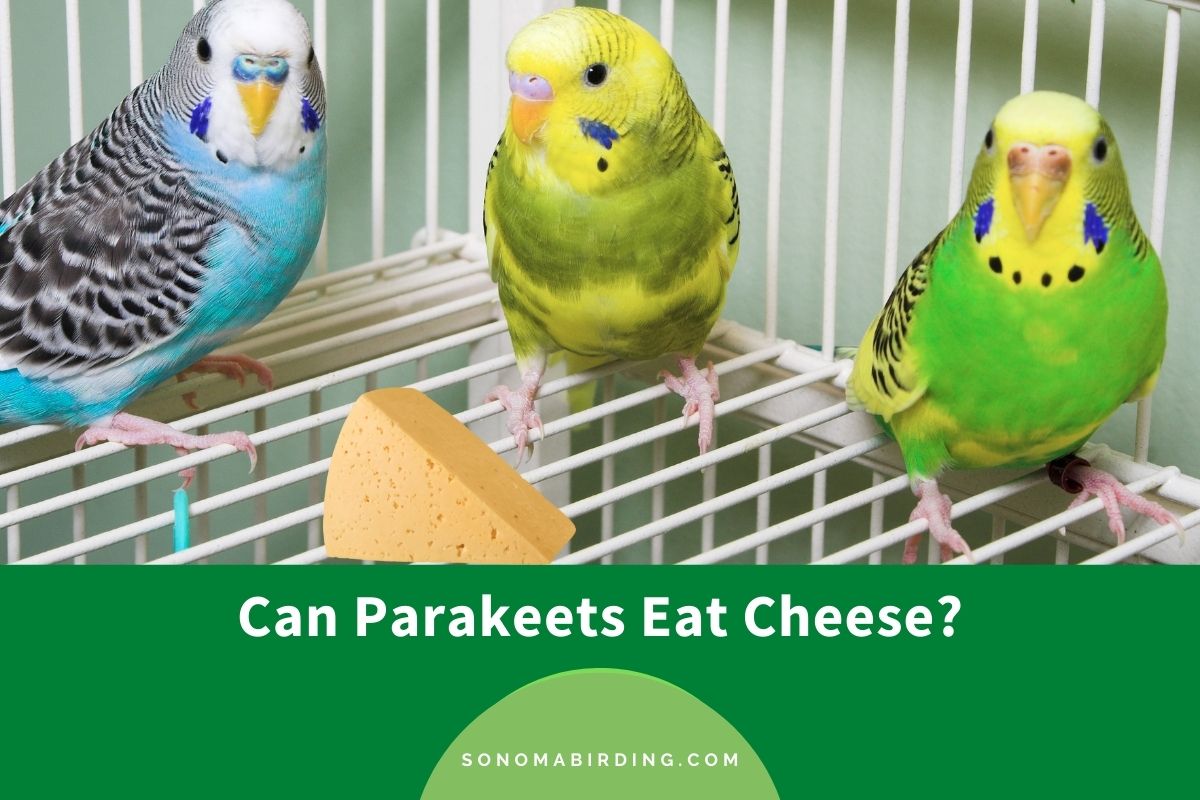 Can Parakeets Eat Cheese