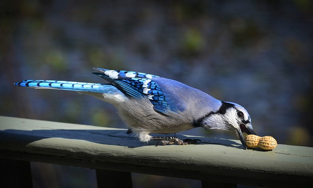 Blue Jays Dream