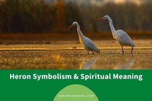 Heron Symbolism and Spiritual Meaning (Totem, Spirit, and Omens ...