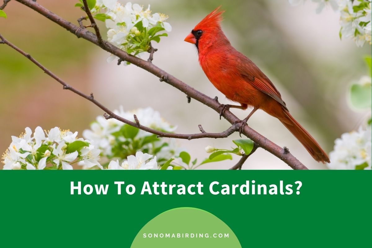 How To Attract Cardinals