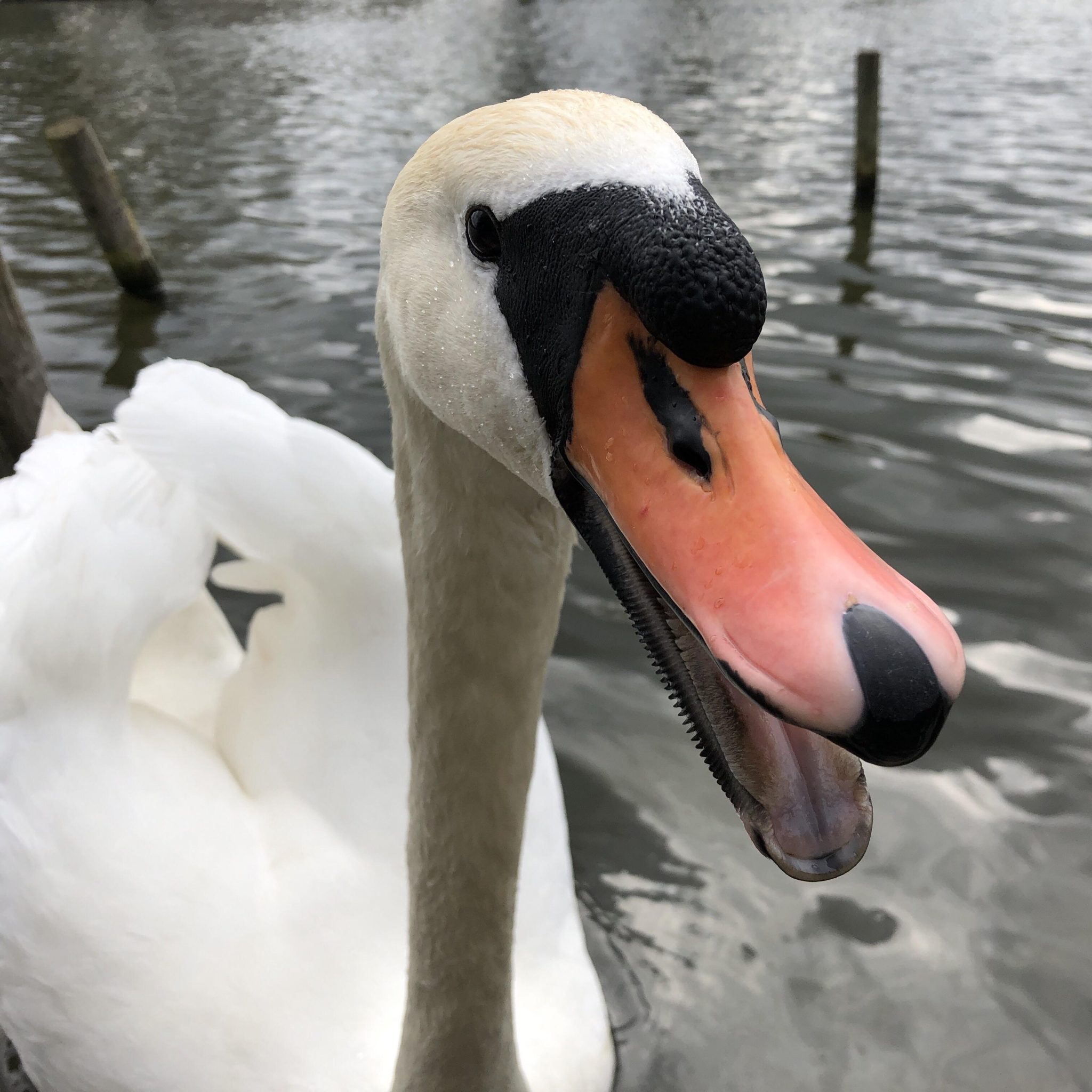 Do Swans Have Teeth? - Sonoma Birding