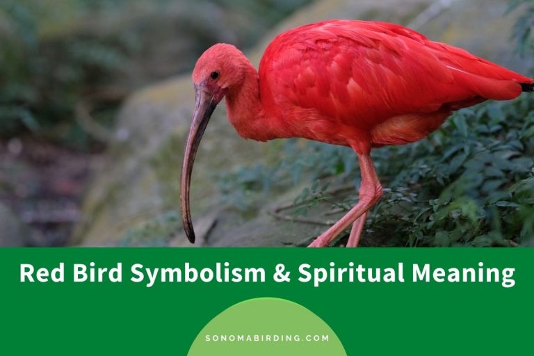 Red Bird Symbolism And Spiritual Meaning (spirit, Totem, And Omens 