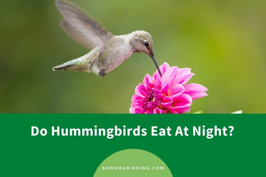 Do Hummingbirds Eat At Night? - Sonoma Birding