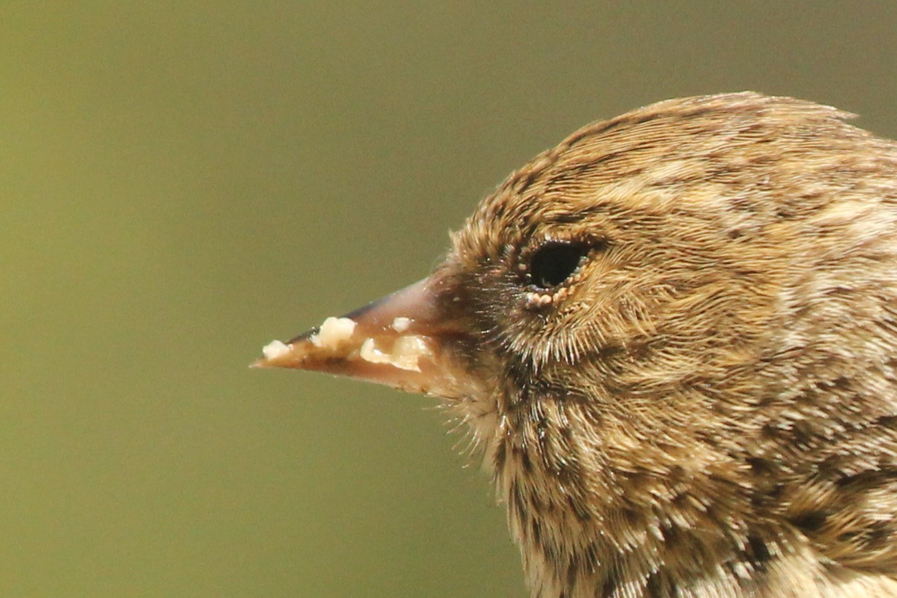 Salmonella in Birds