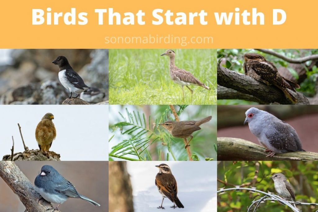 29 Birds That Start With D - Sonoma Birding