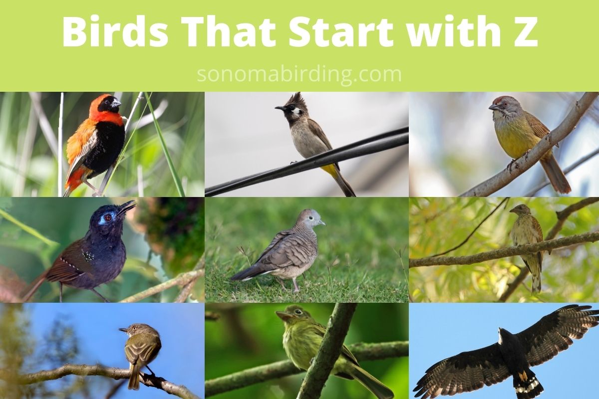 22 Birds That Start With Z - Sonoma Birding