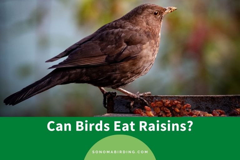 can-birds-eat-raisins-is-it-safe-sonoma-birding