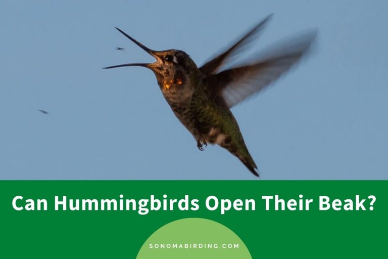 Can Hummingbirds Open Their Beak? - Sonoma Birding