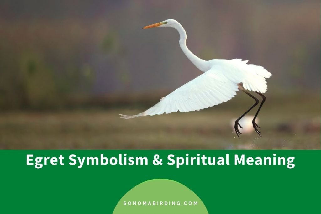 Egret Symbolism and Meaning (Totem, Spirit, and Omens) - Sonoma Birding