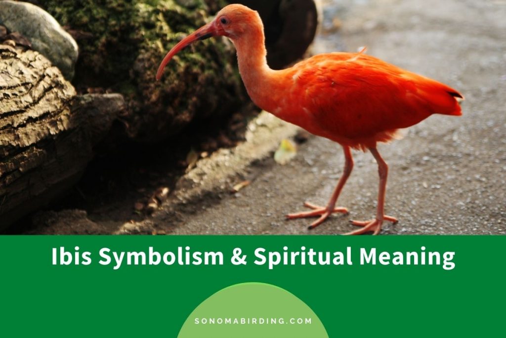 Ibis Symbolism and Meaning (Totem, Spirit, and Omens) - Sonoma Birding