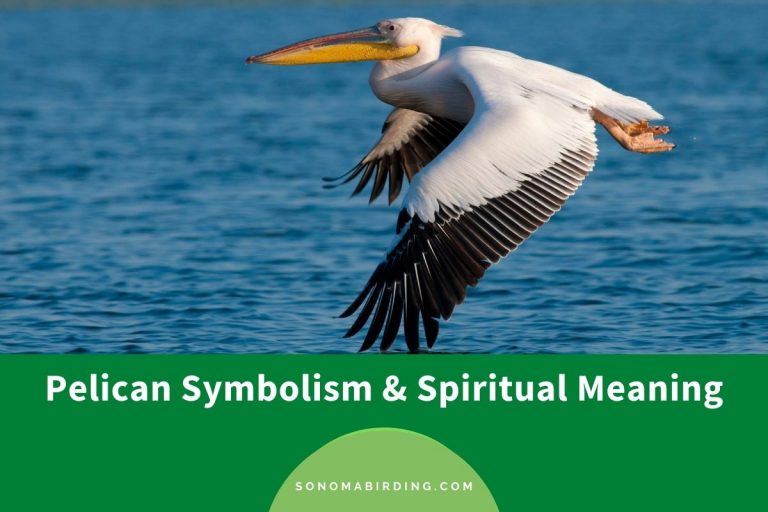 Pelican Symbolism and Meaning (Totem, Spirit, and Omen) - Sonoma Birding