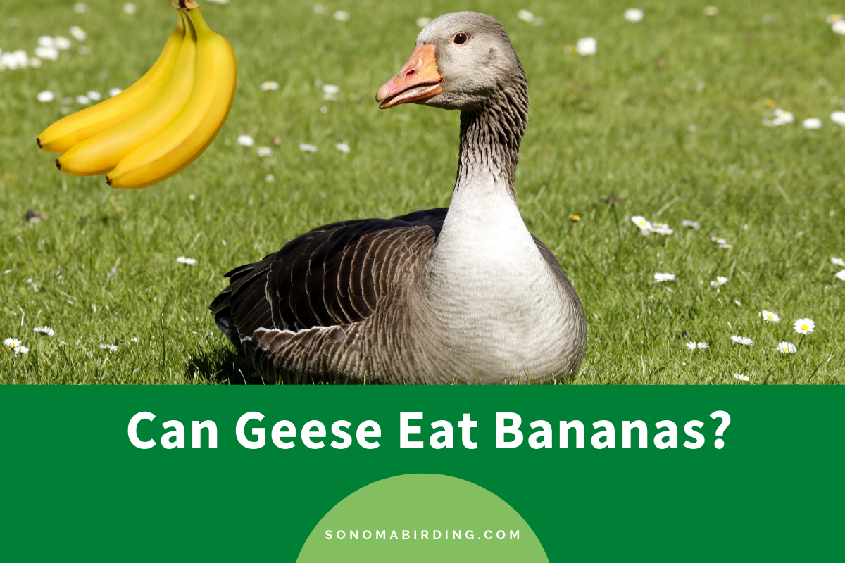 Can Geese Eat Bananas