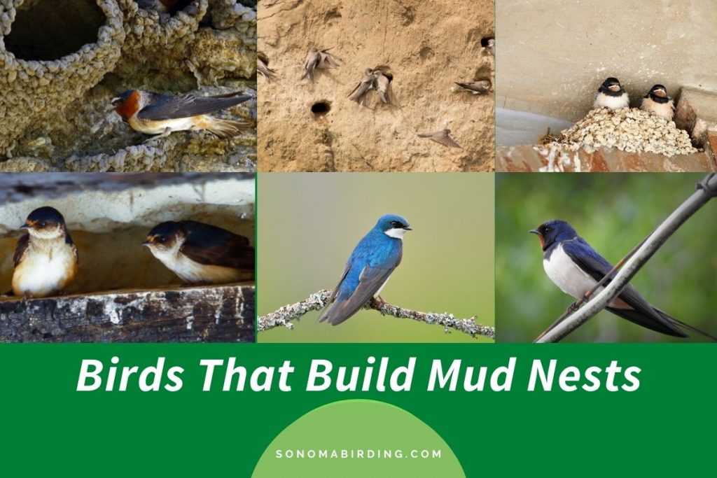 8 Birds That Build Mud Nests (with photos and videos) - Sonoma Birding