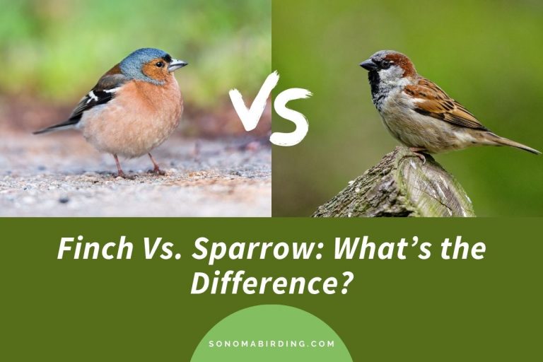 Finch Vs. Sparrow: What's The Difference? - Sonoma Birding