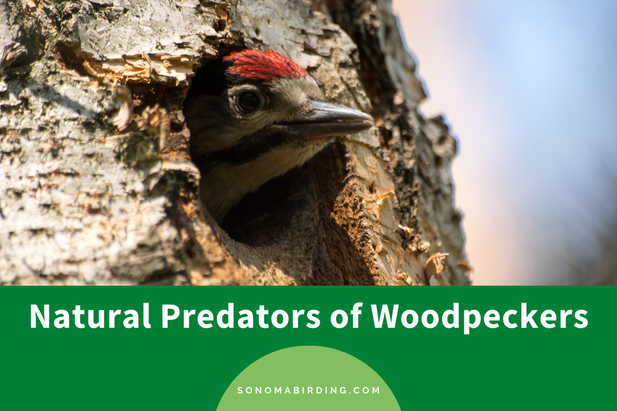 Natural Predators of Woodpeckers