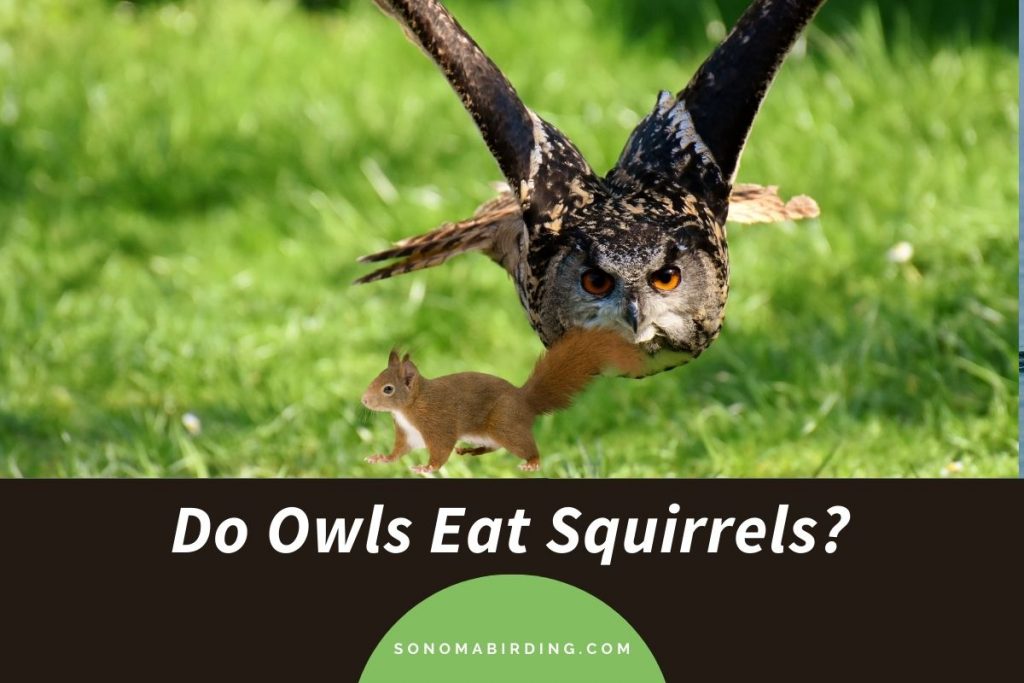 do-owls-eat-squirrels-sonoma-birding