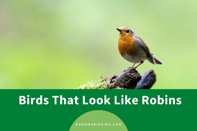 11 Birds That Look Like Robins - Sonoma Birding