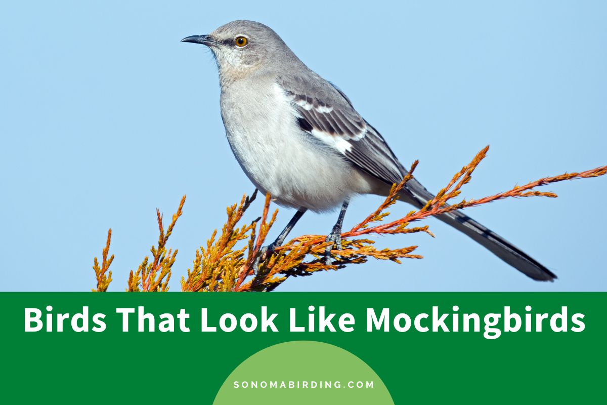 12 Birds That Look Like Mockingbirds - Sonoma Birding