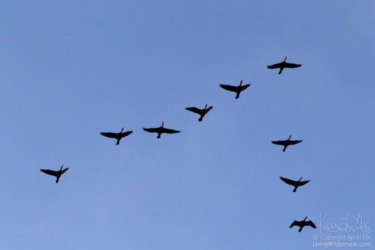 7 Birds That Fly in V Formation - Sonoma Birding