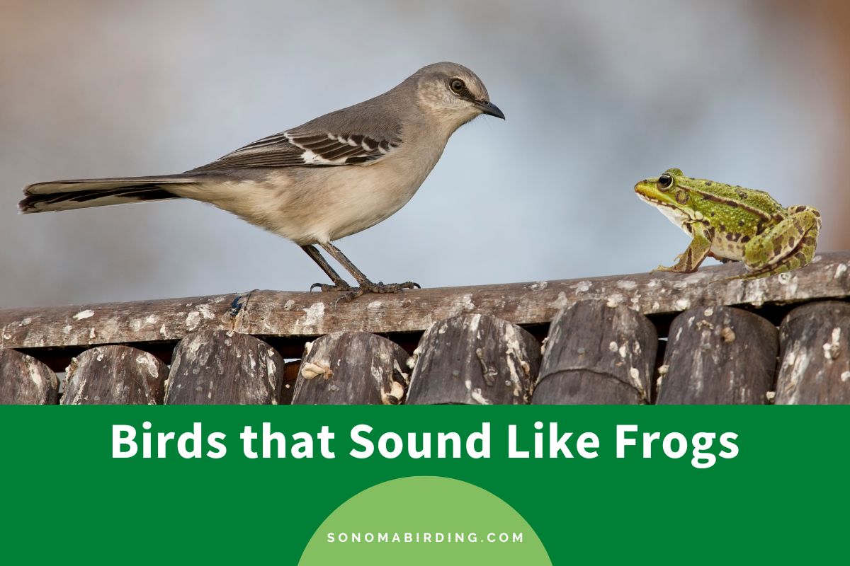 Birds that Sound Like Frogs