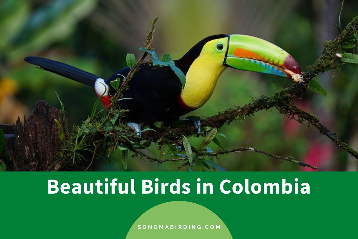 Birds in Colombia