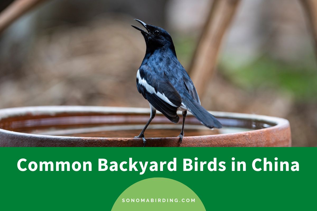 24 Common Backyard Birds in China to Identify - Sonoma Birding