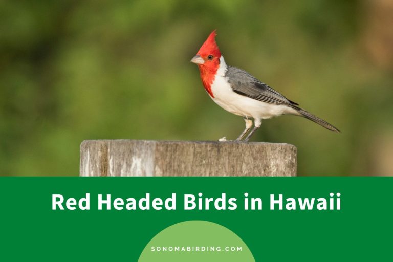 11 Red Headed Birds in Hawaii (With Photos) - Sonoma Birding