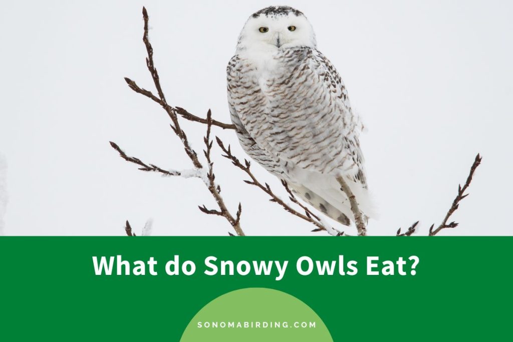 what-do-snowy-owls-eat-sonoma-birding