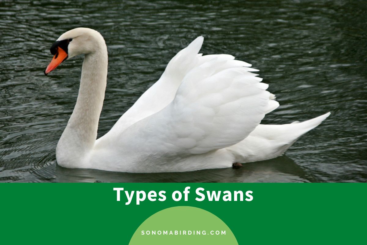 Types of Swans