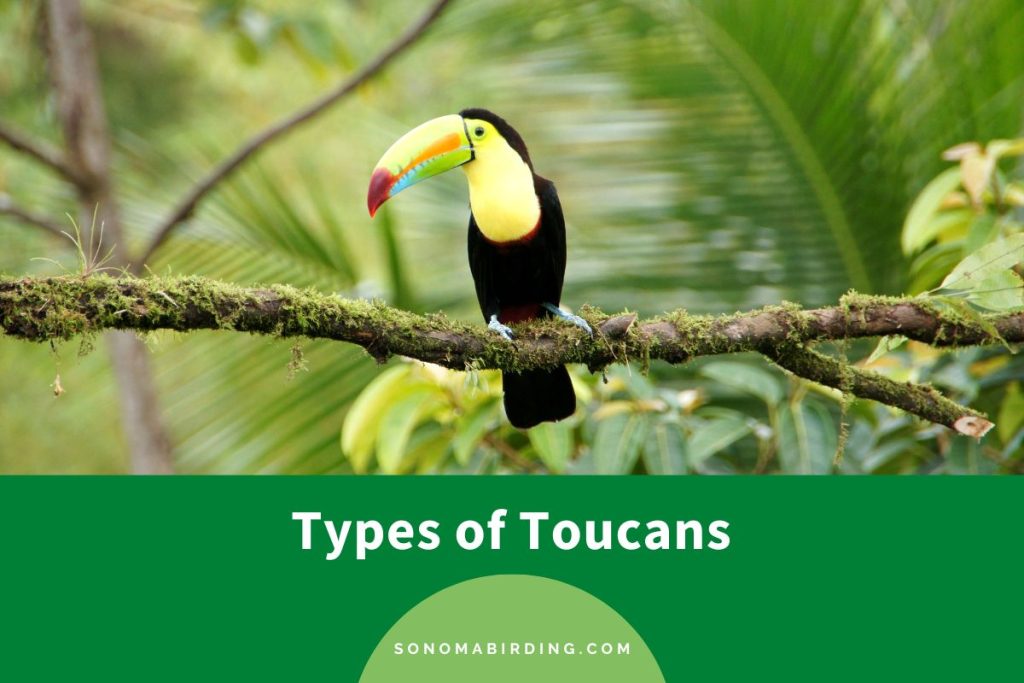 15 Types of Toucans You Didn't Know Existed - Sonoma Birding